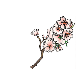 イメージ：花