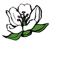 イメージ：花