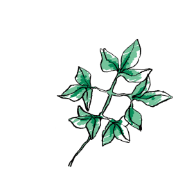 イメージ：花