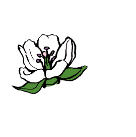 イメージ：花