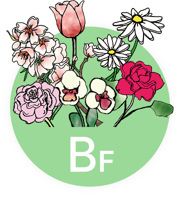 イメージ:BF