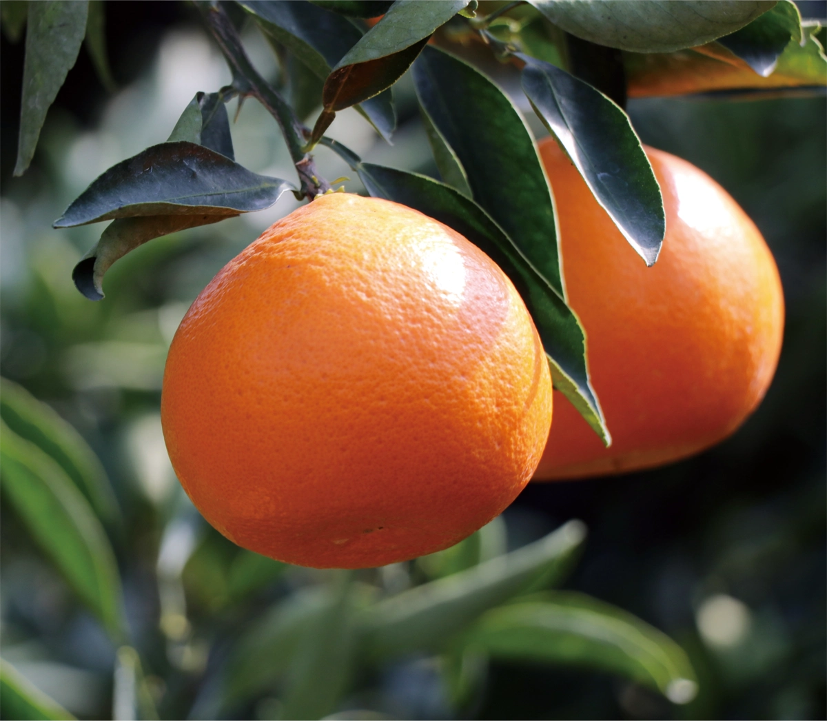 紅まどんなイメージ