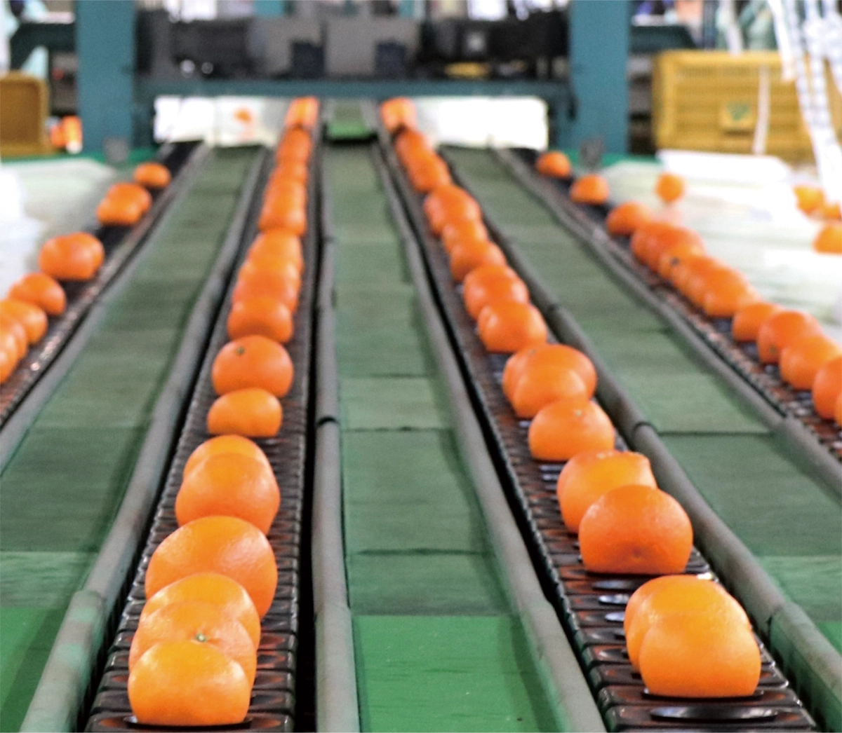 紅まどんなイメージ